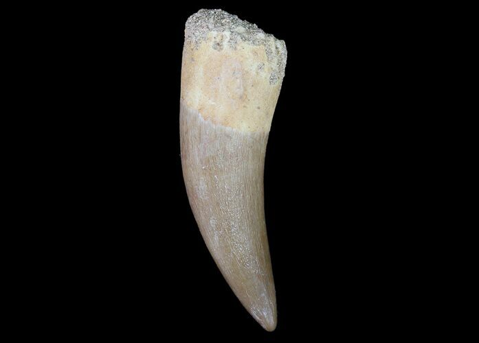Fossil Plesiosaur (Zarafasaura) Tooth - Morocco #78419
